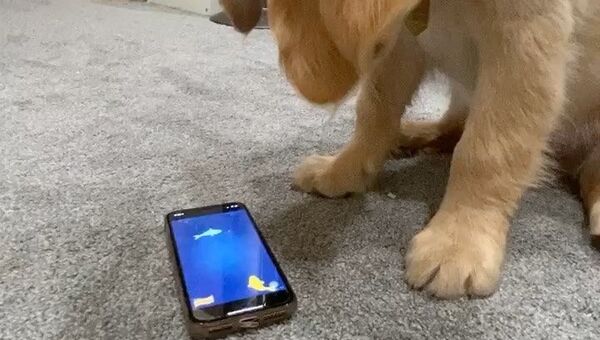 puppy and smartphone - Sputnik International