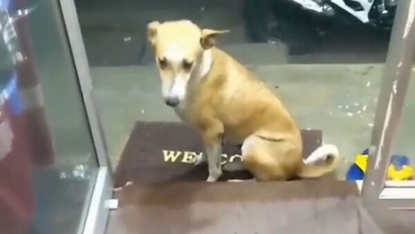 When Loving Gesture Needs No Words: Stray Dog Finds a Friend     - Sputnik International