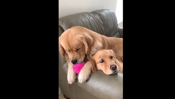 Golden Retrievers - Sputnik International