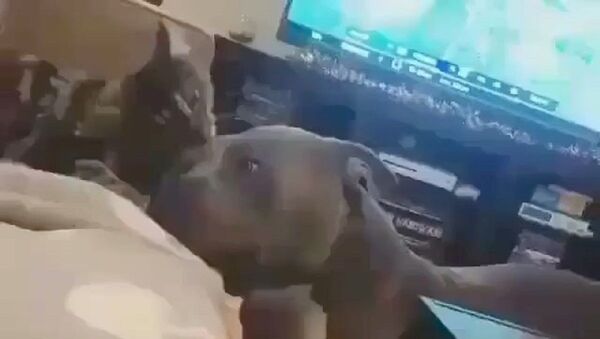 What Love Is - Sputnik International