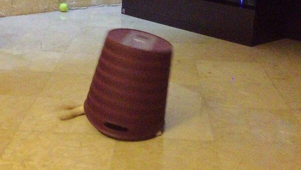 A video shows an adorable golden retriever enjoying playing with a dust bin - Sputnik International