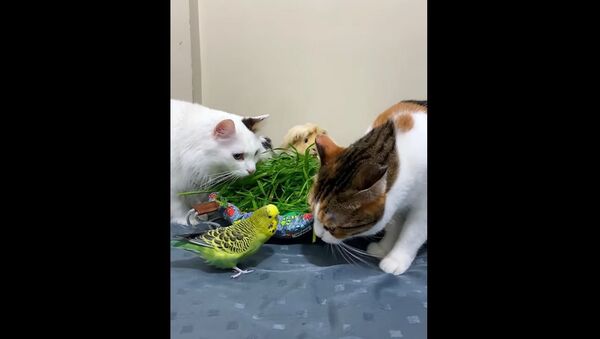 A video showing guinea pigs, birds, and cats eating is pure gold. Try to watch it without exclaiming Awwww! - Sputnik International
