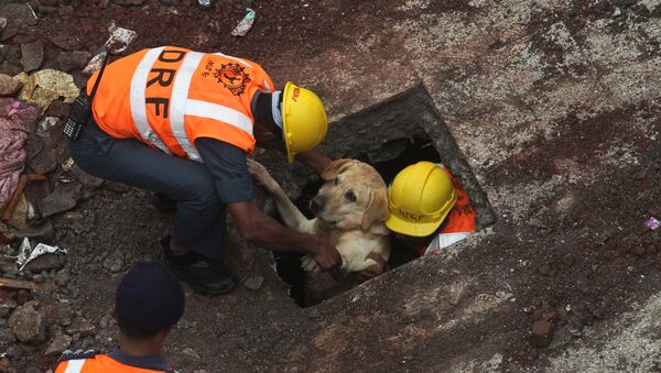 Rescue workers along with their sniffer dog come out after searching for survivors amid the debris of a residential building that collapsed in Bhiwandi, outskirts in Mumbai, India, Sunday, July 31, 2016  - Sputnik International