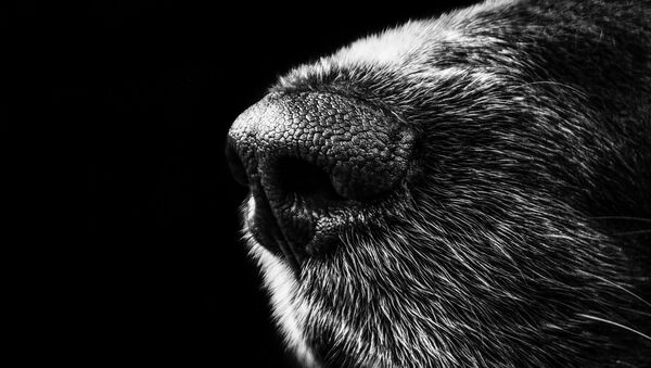 Dogs to Sniff Out Covid Positive People in India's Kerala State - Sputnik International