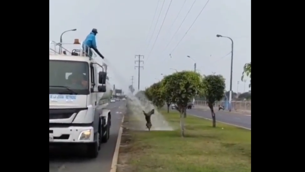 Dog Loves Water - Sputnik International