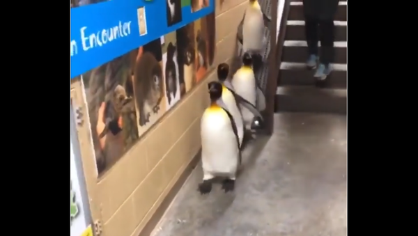 Penguins Walking - Sputnik International