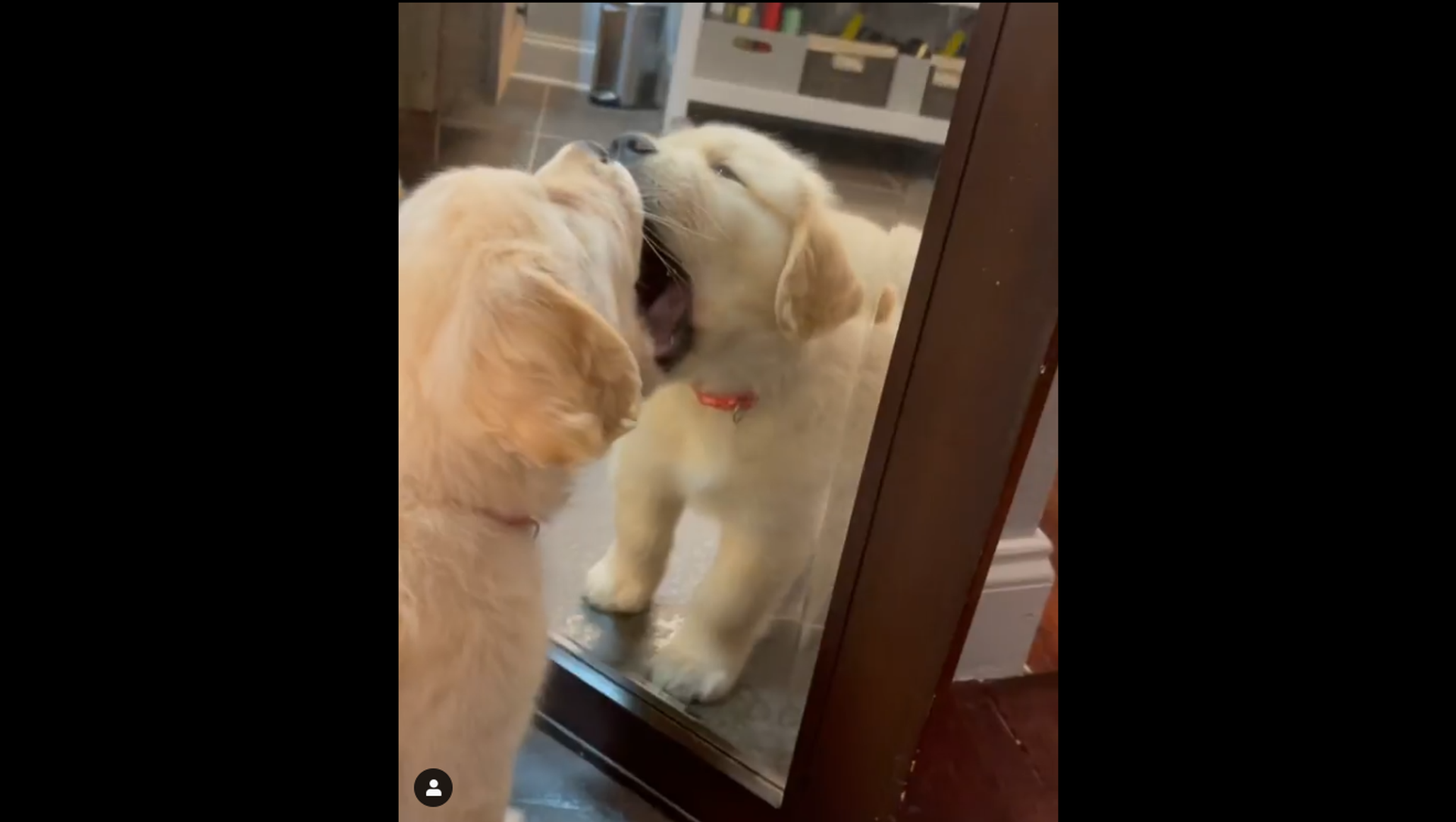 Adorable dog gets excited to see its own reflection in the mirror. Watch