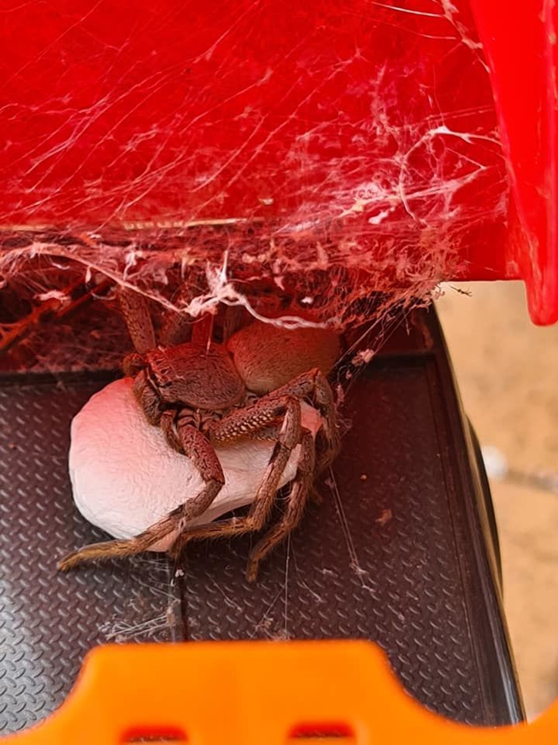 Just Aussie Things: Terrifying Pics of Huge Spider Guarding Egg Sac Inside Toy Truck Emerge Online - Sputnik International, 1920, 12.02.2021