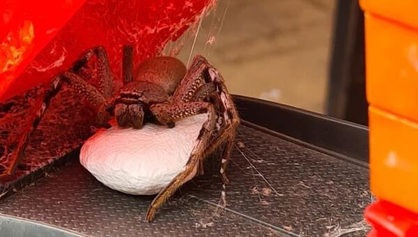 Just Aussie Things: Terrifying Pics of Huge Spider Guarding Egg Sac Inside Toy Truck Emerge Online. - Sputnik International