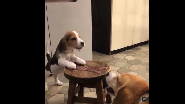 Beagles - Sputnik International