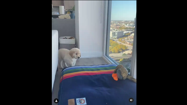 Golden Retriever Puppy - Sputnik International