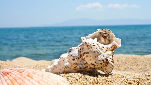 a seashell on a beach - Sputnik International