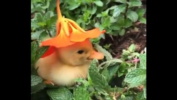 An adorable video has been going viral on Twitter, showing a little yellow duckling chilling in the midst of plants. - Sputnik International