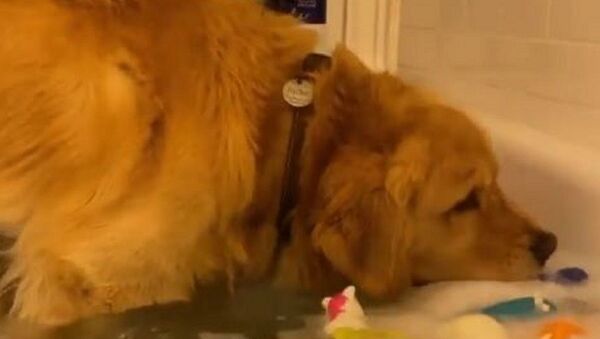 In a snippet making rounds on Instagram, a golden retriever is seen fishing out its favorite ball out of a water-filled bath-tub. - Sputnik International