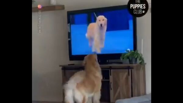 The video of this Golden Retriever seeing another doggo on television and getting excited is surely adorable. - Sputnik International
