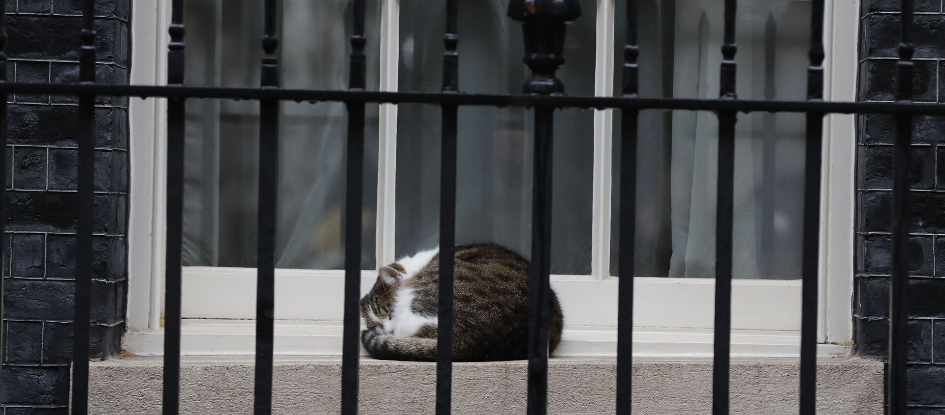 Larry the cat, Britain's Chief Mouser to the Cabinet Office sleeps on a window sill of 10 Downing Street in London, Wednesday, Oct. 21, 2020. - Sputnik International, 1920, 15.02.2021
