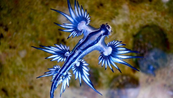 Blue dragon-glaucus atlanticus - Sputnik International