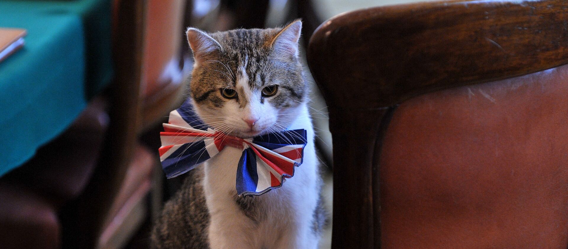 Larry, No.10's 'Chief Mouser', Celebrates 10 Years at Downing Street - Sputnik International, 1920, 16.02.2021