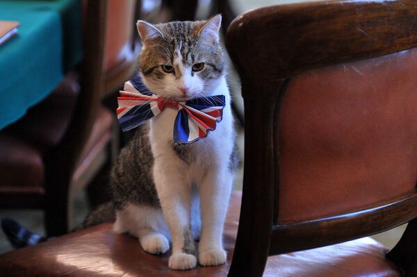 Larry, No.10's 'Chief Mouser', Celebrates 10 Years at Downing Street - Sputnik International