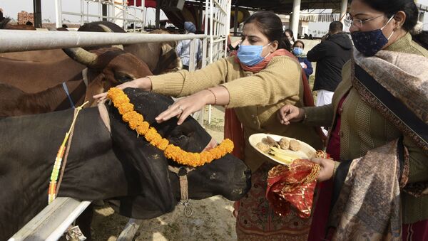 Hindu devotees from the International Society for Krishna Consciousness (ISKCON), worship a cow during the Gopashtami festival that is dedicated to Lord Krishna and cows at Sri Gokul Gaushala on the outskirts of Amritsar on 22 November 2020. - Sputnik International