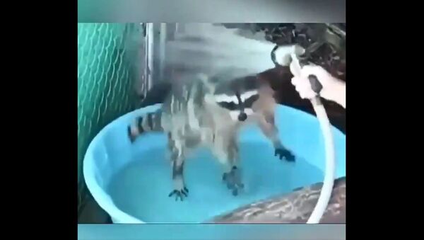 A raccoon at bath time - Sputnik International