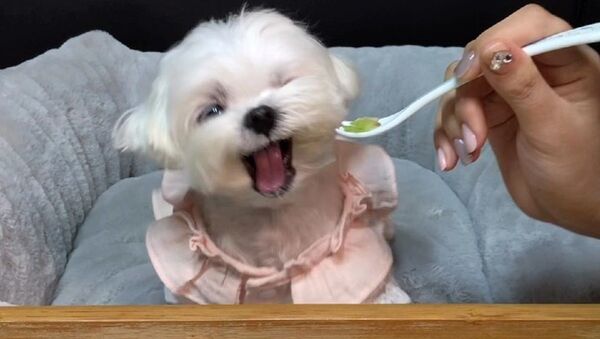 Dog - Sputnik International