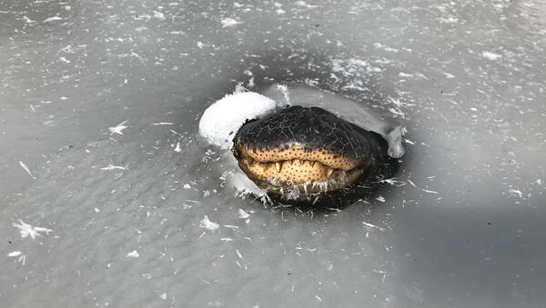 A photo of the alligator sticking its snout out of the frozen water in Ouachita National Forest on February 18, 2021. - Sputnik International