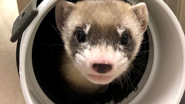 Elizabeth Ann, the first cloned black-footed ferret and first-ever cloned U.S. endangered species, pokes through a pipe at 50-days old at the U.S. Fish and Wildlife Service's (USFWS) National Black-footed Ferret Conservation Center near Fort Collins, Colorado, U.S. January 29, 2021 - Sputnik International