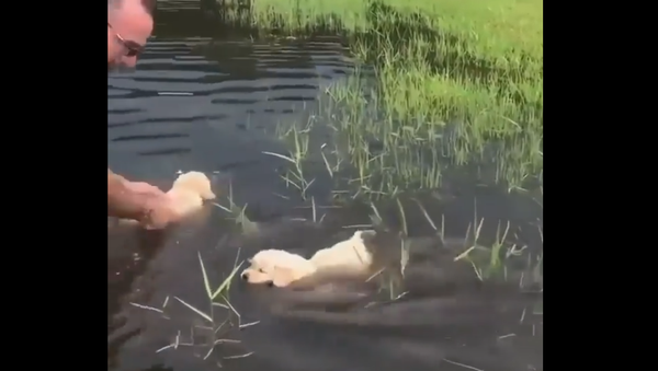 Golden retrievers swimmimg - Sputnik International