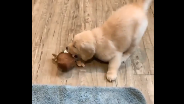 Golden Retriever - Sputnik International