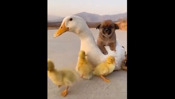 This video of a duck, a pup and ducklings - Sputnik International