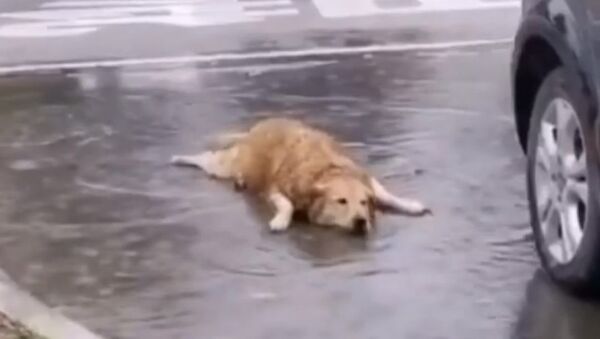A video of a golden retriever is making the rounds on social media, showing an adorable dog actually celebrating life to the fullest. - Sputnik International
