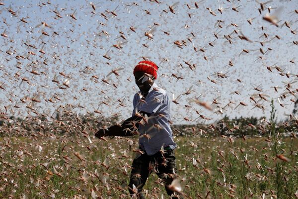 Biblical Plague Comes True: Kenya Fights Locust Invasion - Sputnik International