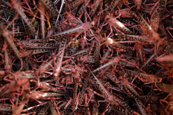 Biblical Plague Comes True: Kenya Fights Locust Invasion - Sputnik International