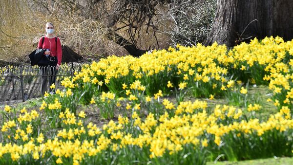 A pedestrian wearing a face covering walks past a flower bed full of daffodils in St James's Park, central London, 24 February 2021. - Sputnik International