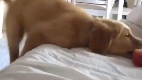 golden retriever - Sputnik International