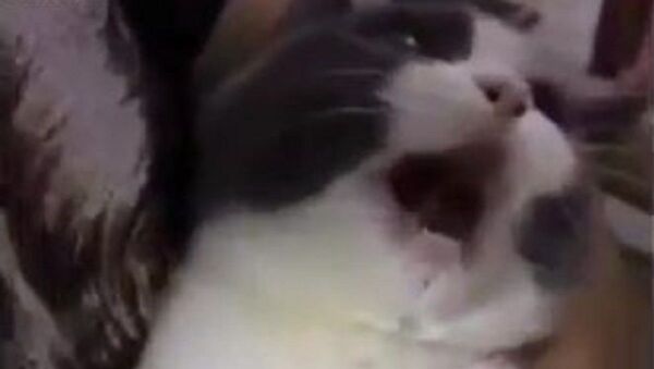 cat - Sputnik International