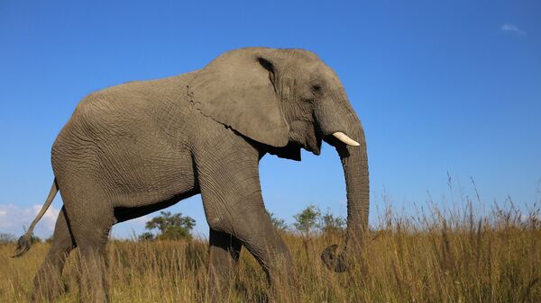 African elephant  - Sputnik International