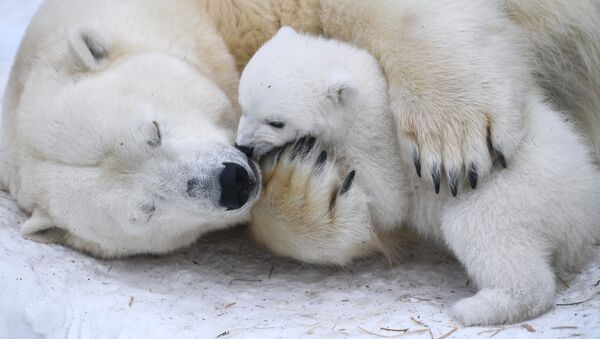 Gerda, a female polar bear, and her cub snuggling at the Novosibirsk Zoo. - Sputnik International