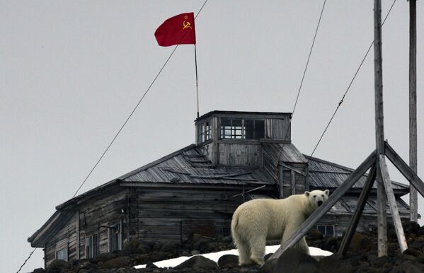 Majestic Beasts of Arctic Wilderness: World Celebrates International Polar Bear Day - Sputnik International