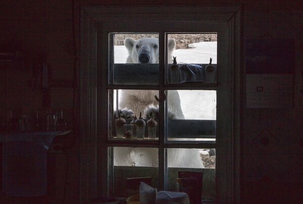 Majestic Beasts of Arctic Wilderness: World Celebrates International Polar Bear Day - Sputnik International