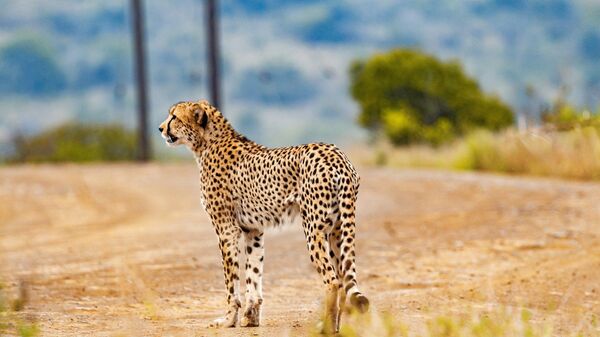 African Cheetah - Sputnik International