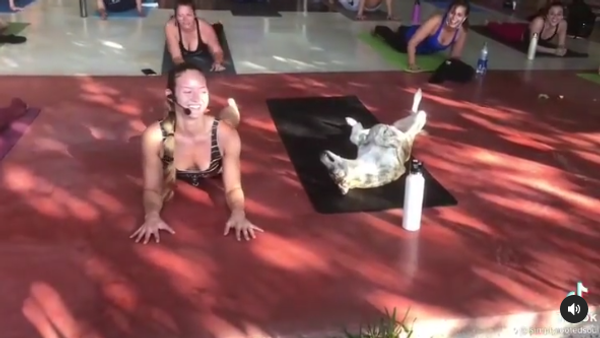 Yoga dog - Sputnik International