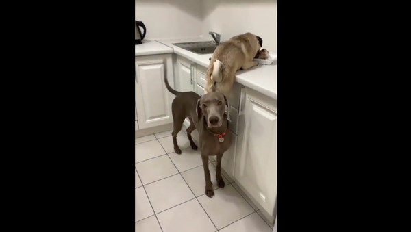 Dogs - Sputnik International