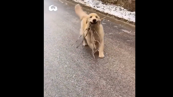 Golden Retriever sliding - Sputnik International