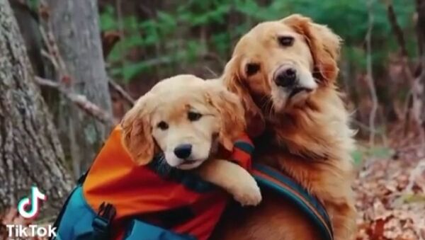  Golden retrievers - Sputnik International