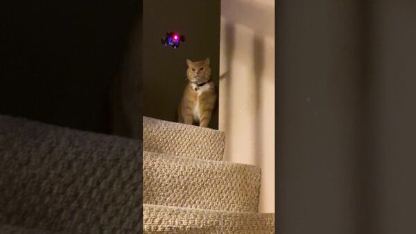 Playful Kitty Swipes at Mini Drone || ViralHog - Sputnik International