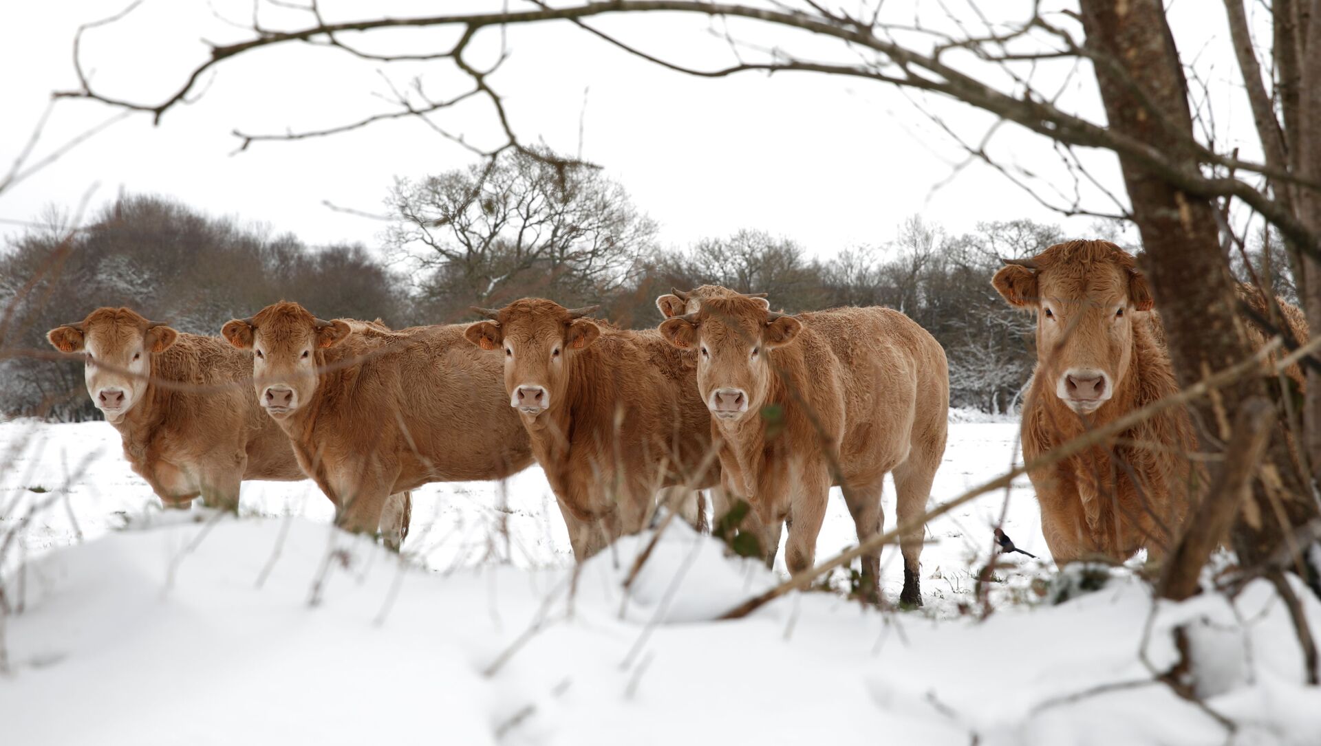 Cows are photographed on a snow-covered meadow in Plounevez-Moedec in the French western region of Brittany, as winter weather with snow and cold temperatures hits a large northern part of the country, France, February 10, 2021 - Sputnik International, 1920, 06.03.2021