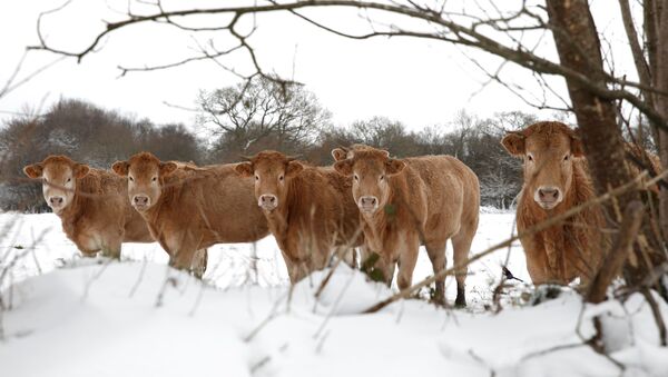 Cows are photographed on a snow-covered meadow in Plounevez-Moedec in the French western region of Brittany, as winter weather with snow and cold temperatures hits a large northern part of the country, France, February 10, 2021 - Sputnik International