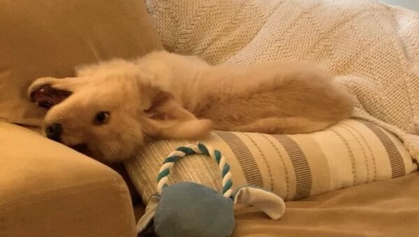 Falling Into Weekend: Golden Retriever Puppy Tests Couch Pillows - Sputnik International